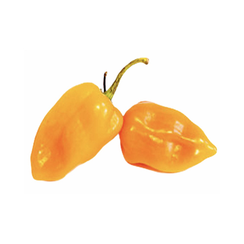 Chile Habanero